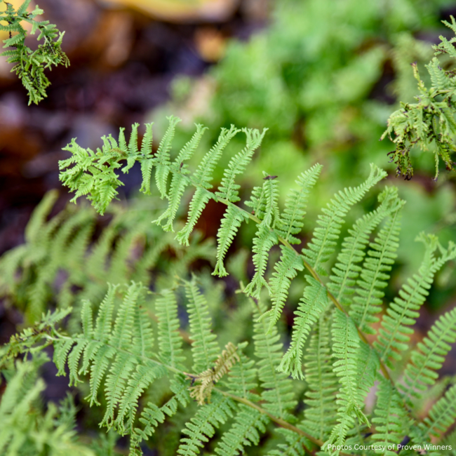 Lady Fern - Native 1 Gal