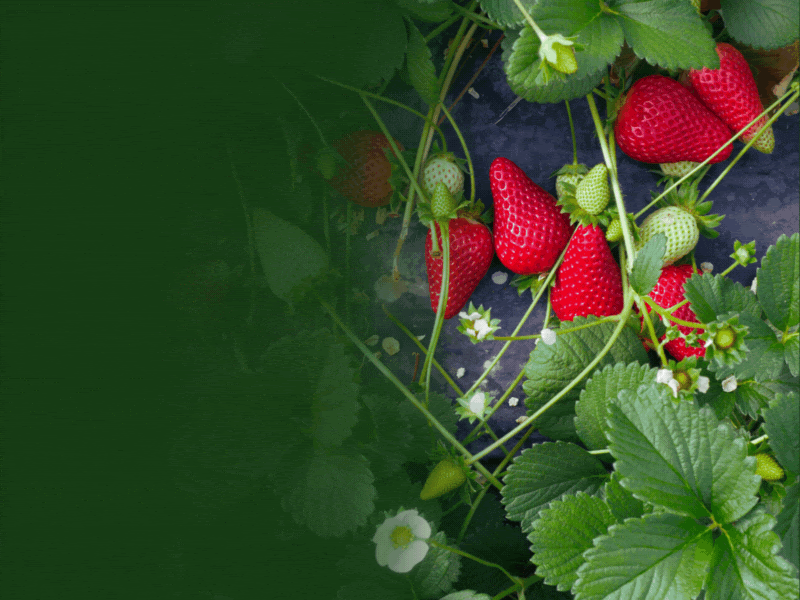 Shop From Your Own Backyard! Berries Galore From Spring To Fall