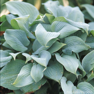 Hosta - Fragrant Blue 1 Gal