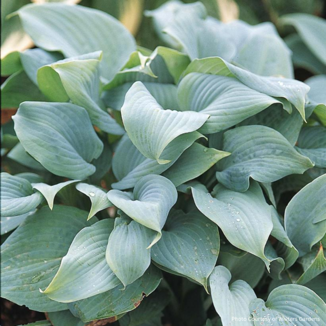 Hosta - Fragrant Blue 1 Gal