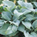 Hosta - Fragrant Blue 1 Gal