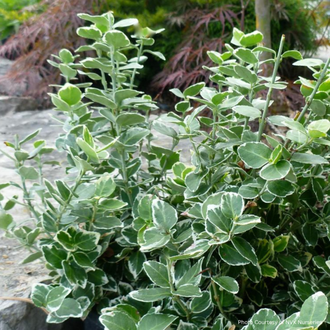 Euonymus - Emerald Gaiety 2 Gal