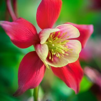 Columbine - Red & Yellow PW 1 Gal