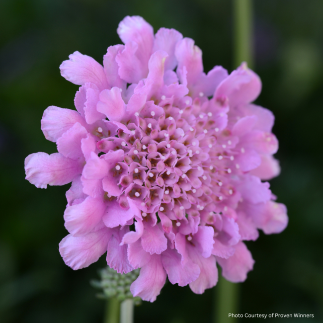 Scabiosa Pincushion - Rose Pink 1 Gal