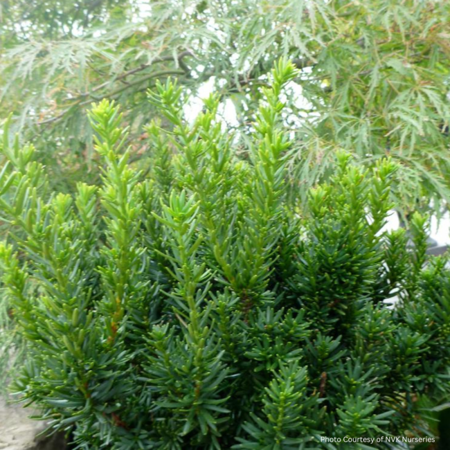 Dwarf Japanese Yew 30cm 12" FP