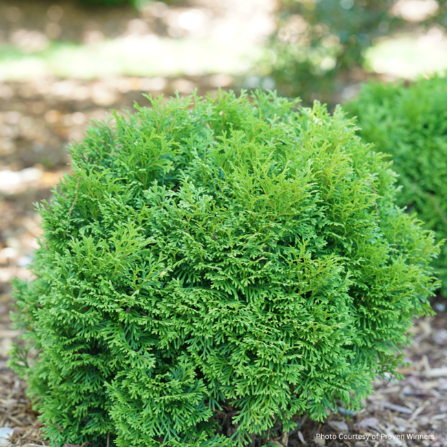Cedar - Tater Tot 2 Gal