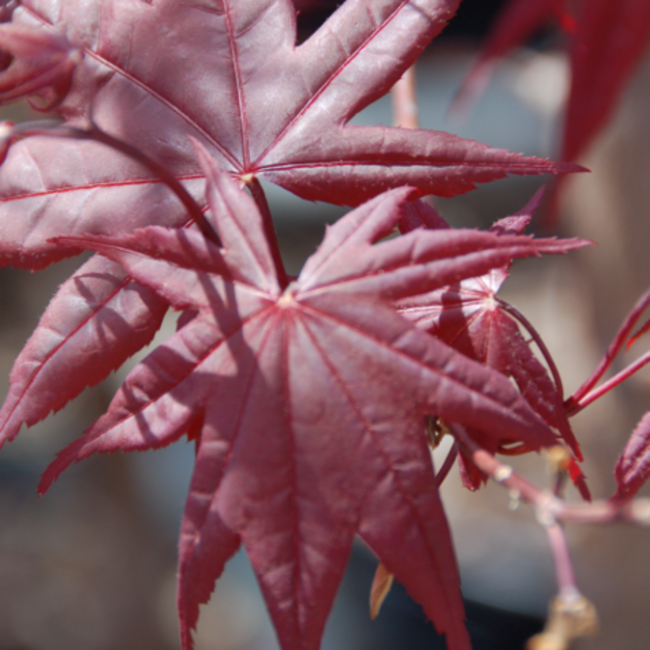 Japanese Maple - Bloodgood