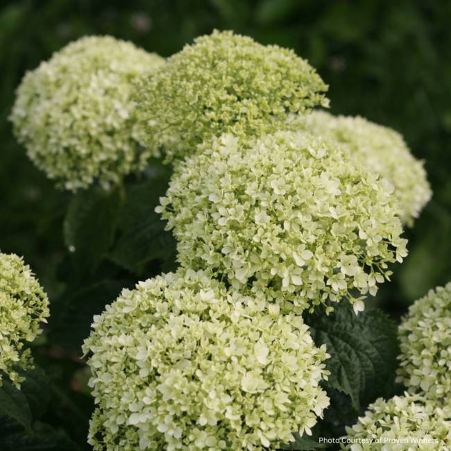 Hydrangea - Invincibelle Limetta 2 Gal