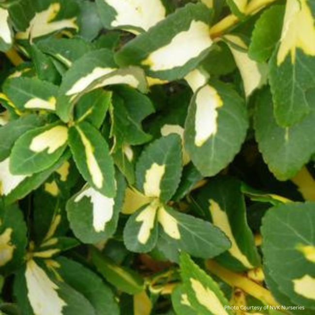 Euonymus - Moonshadow 3 Gal