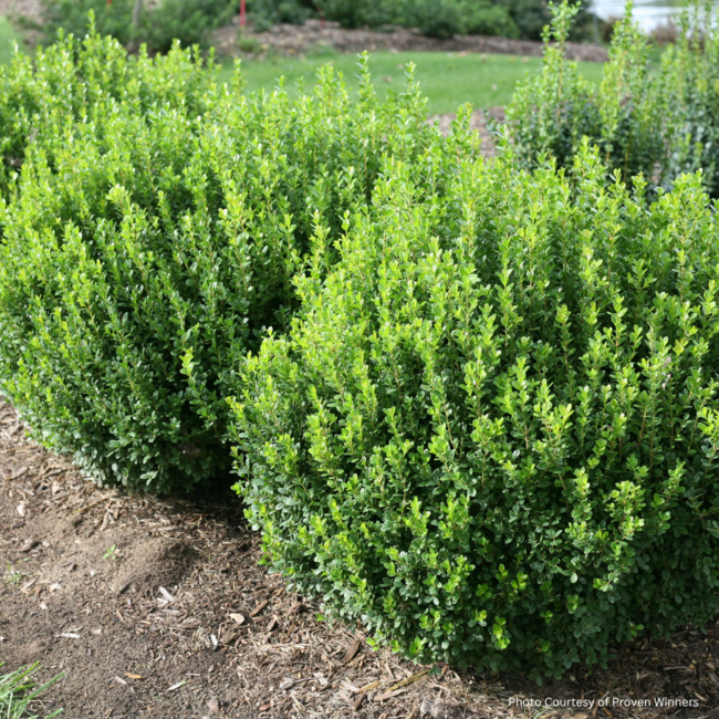 Littleleaf Boxwood - Sprinter PW 3 Gal
