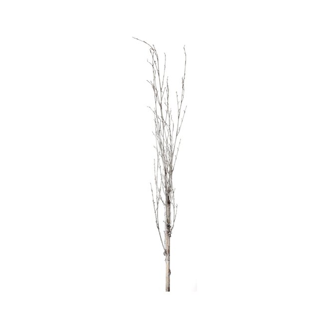 52" Faux Iced Birch Branch