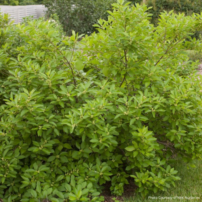 Ilex Winterberry - Southern Gentleman 2 Gal