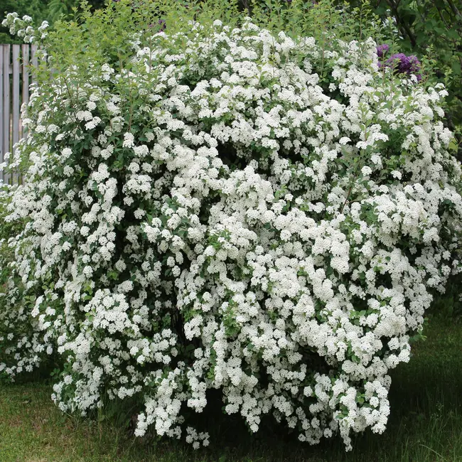 Bridalwreath Spirea