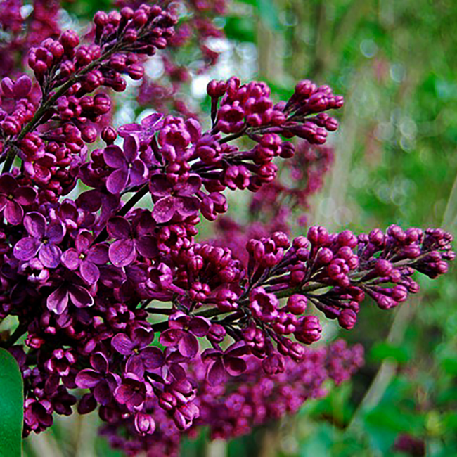 Lilac - Agincourt Beauty