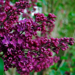 Lilac - Agincourt Beauty