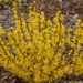 Forsythia - Show Off Sugar Baby PW 25cm 2 Gal