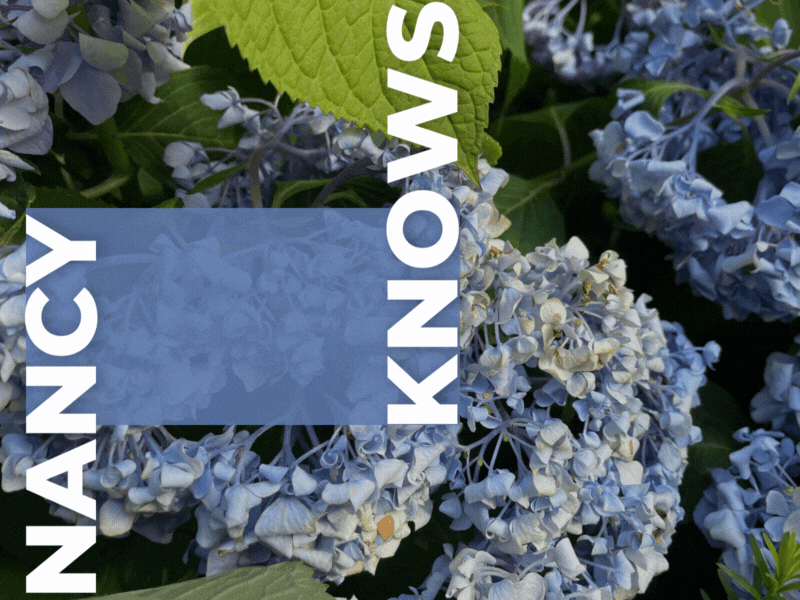 Dealing with Heat Waves and Flagging Hydrangeas