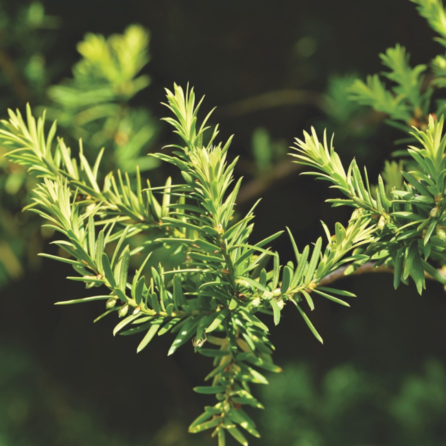 Dense Spreading Yew 3 Gal