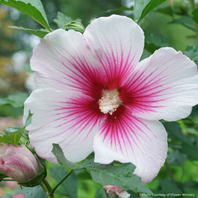 Rose of Sharon Hibiscus - Paraplu Pink Ink PW 2 Gal