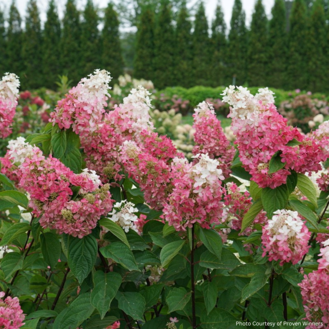 Hydrangea - Pinky Winky Prime PW 2 Gal