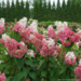 Hydrangea - Pinky Winky Prime PW 2 Gal