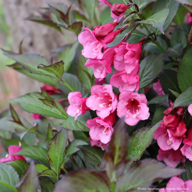 Weigela - Sonic Bloom Wine PW 2 Gal