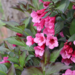 Weigela - Sonic Bloom Wine PW 2 Gal