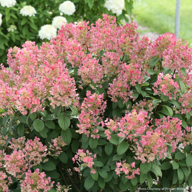 Hydrangea - Little Quick Fire