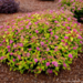 Spirea - Rainbow Fizz 2 Gal