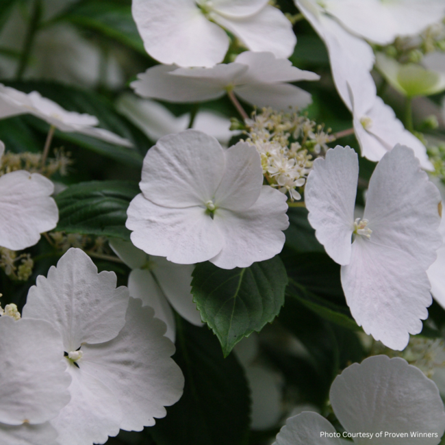 Hydrangea - Fairytrail Bride Cascade PW 12" Patio Pot