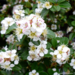 Cotoneaster - Coral Beauty