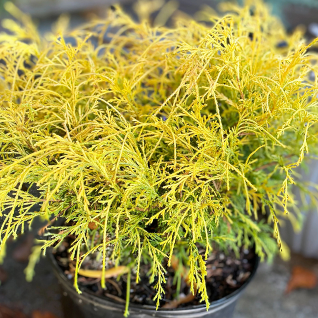 Threadleaf False Cypress - Golden Mop 3 Gal