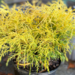 Threadleaf False Cypress - Golden Mop 3 Gal