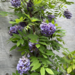 Wisteria - Blue Moon