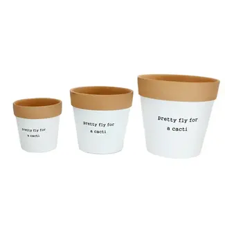 Fly For a Cacti Pot
