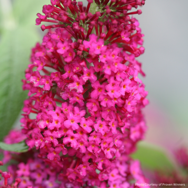 Butterfly Bush - Miss Molly PW 2 Gal