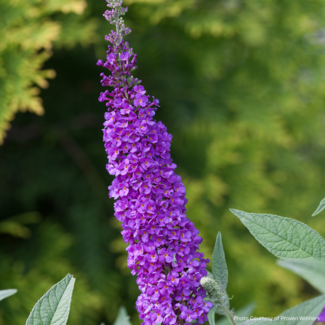 Butterfly Bush - Miss Violet PW 2 Gal