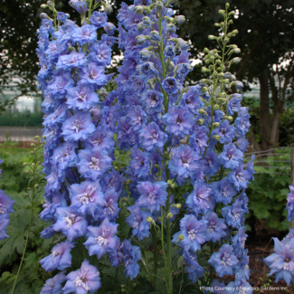 Delphinium - Blue Lace 1 Gal