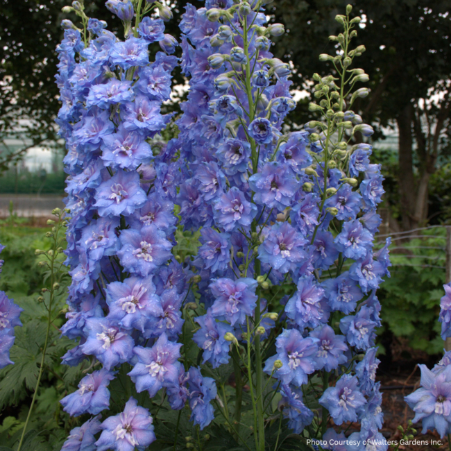 Delphinium - Blue Lace 1 Gal