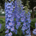 Delphinium - Blue Lace 1 Gal