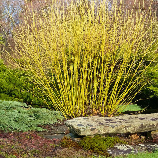 Dogwood - Yellow Twig 2 Gal