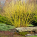 Dogwood - Yellow Twig 2 Gal
