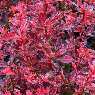 Barberry - Concorde 2 Gal