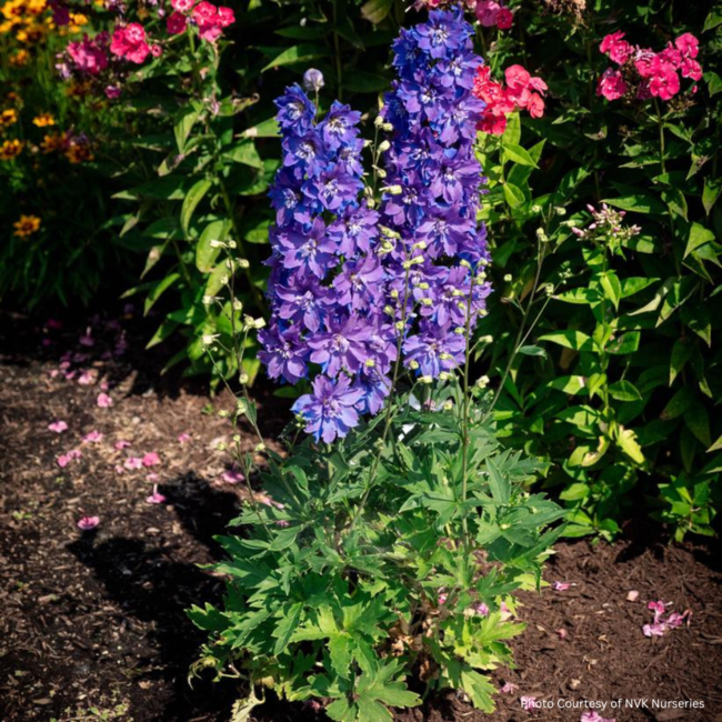 Delphinium - Laser Beam 1 Gal