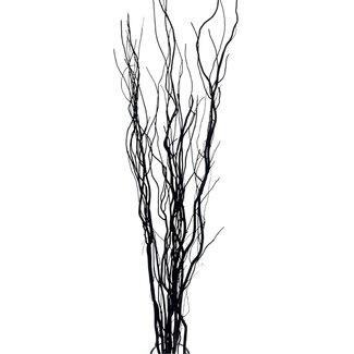4' Black Curly Willow