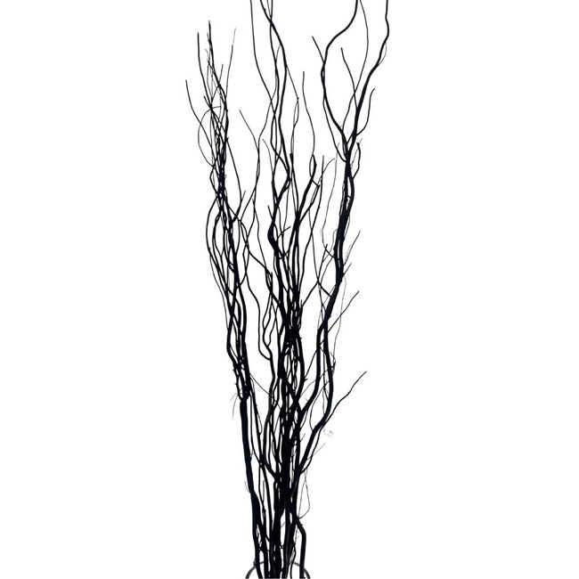 4' Black Curly Willow