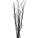 4' Black Curly Willow
