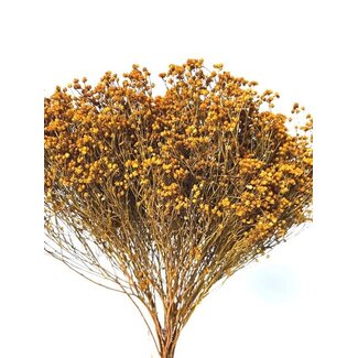 17" Yellow Broom Bloom Pic