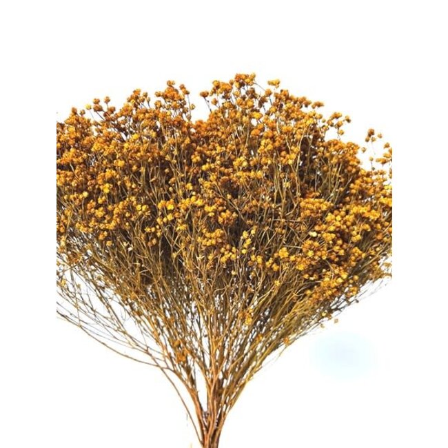 17" Yellow Broom Bloom Pic