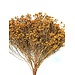 17" Yellow Broom Bloom Pic